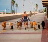 Dog Walkers de cães em Nilópolis